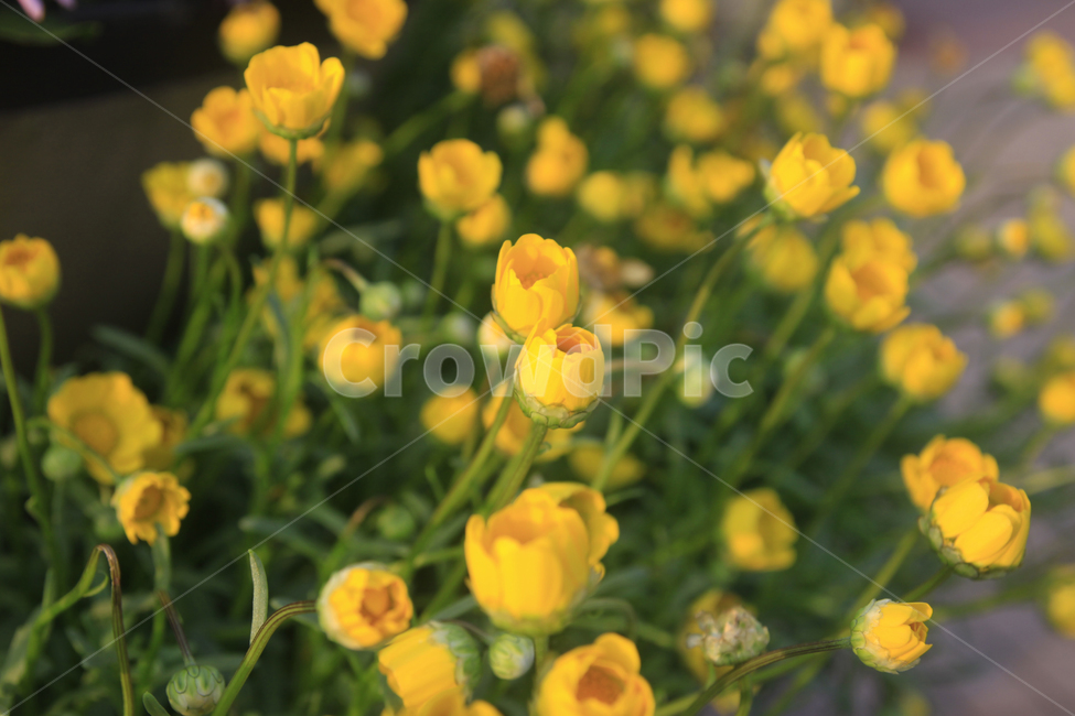 꽃,꽃사진,자연,노랑,식물,plants,nature,flower,식물,자연,plants,nature,꽃,flower