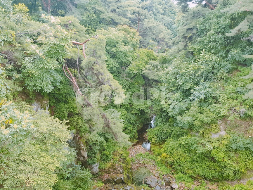 나무,산,단풍,환경,숲