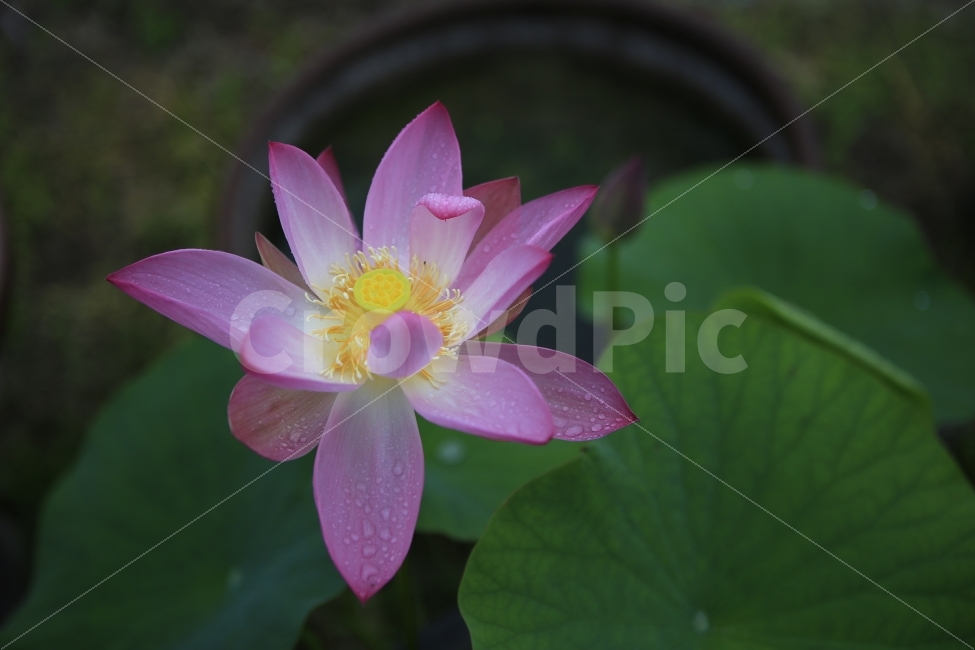 연꽃,꽃,분홍,식물,자연,초록,감성,식물,자연,plants,nature,꽃,flower