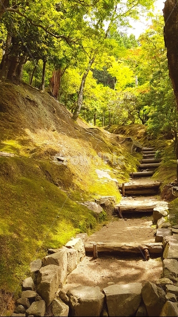 풍경,배경,숲,나무,길,자연,풍경,nature,landscape,path,통로