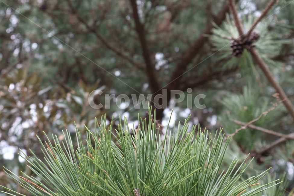 plant,식물,tree,나무,pine,소나무