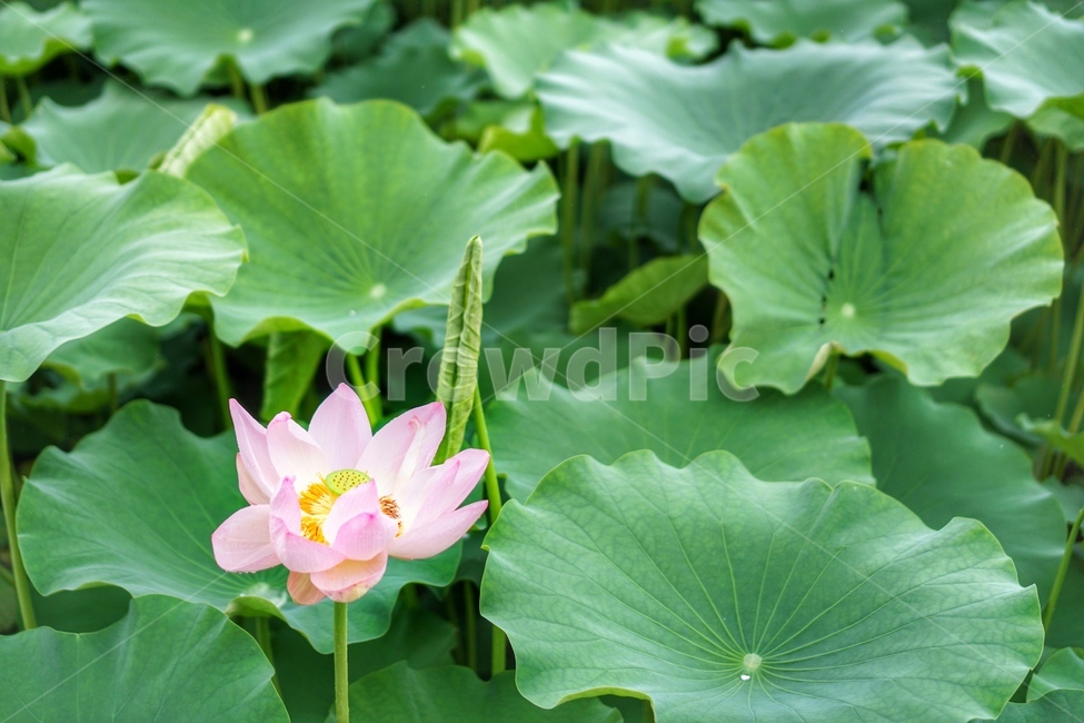 연꽃,꽃,연못,봄,여름,식물,초록이,정원,분홍,연잎,분홍꽃,plant,blossom,flower,lotus