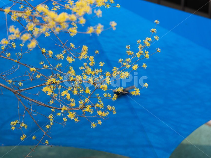 plant,식물,산수유,산수유꽃,노랑색,3월,꽃,식물,자연,plants,nature,꽃,flower