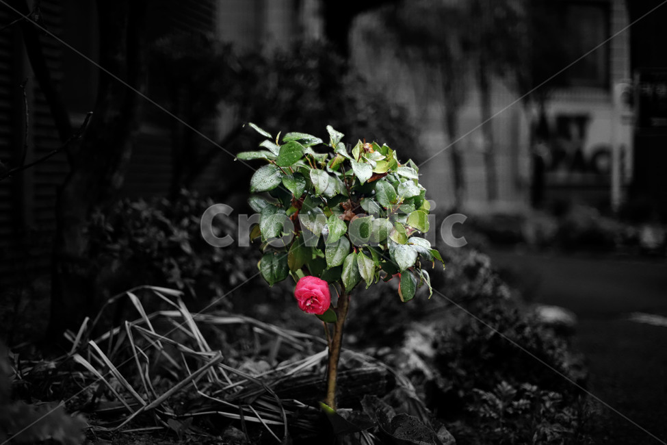 camellia flower,black and white photography,tree,One bunch,flower