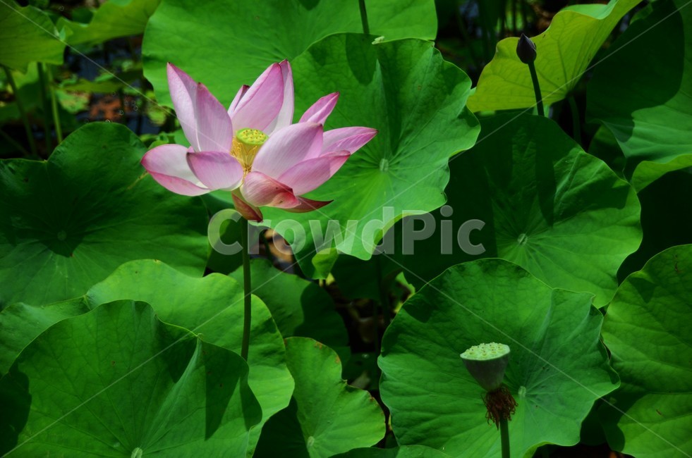연꽃,수생식물,수련과,청결,신성,여러해살이풀,식물,자연,plants,nature,꽃,flower