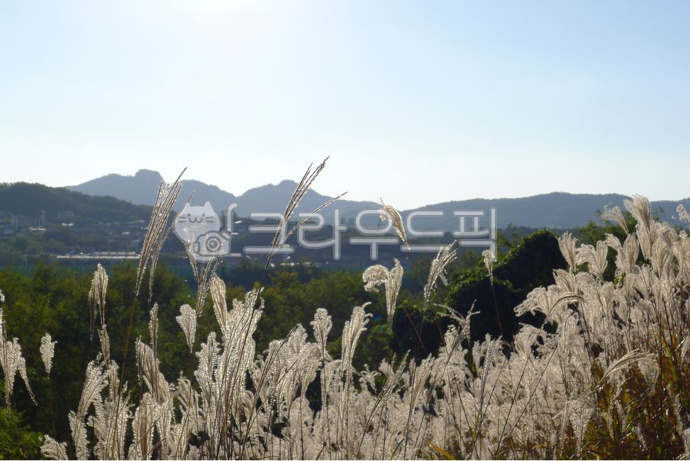 억새,가을,파란하늘,푸른하늘,구름없는하늘,맑은하늘,억새밭,한국자연풍경