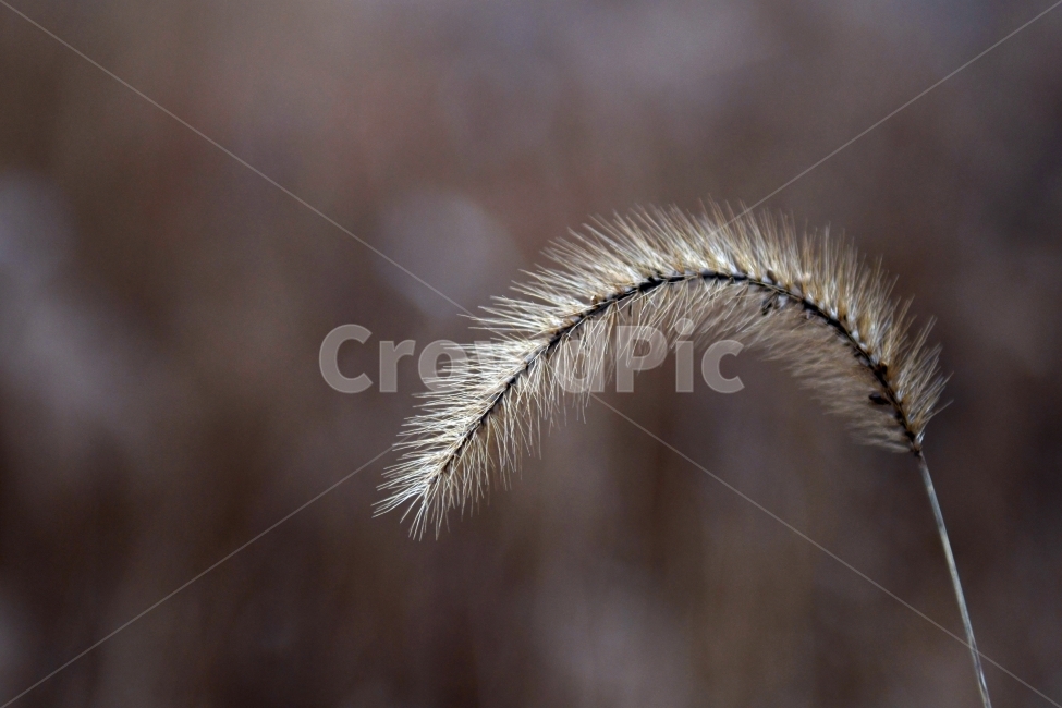 갈대,갈대밭,우음도,겨울갈대,길,풍경,강아지풀,식물,자연,plants,nature