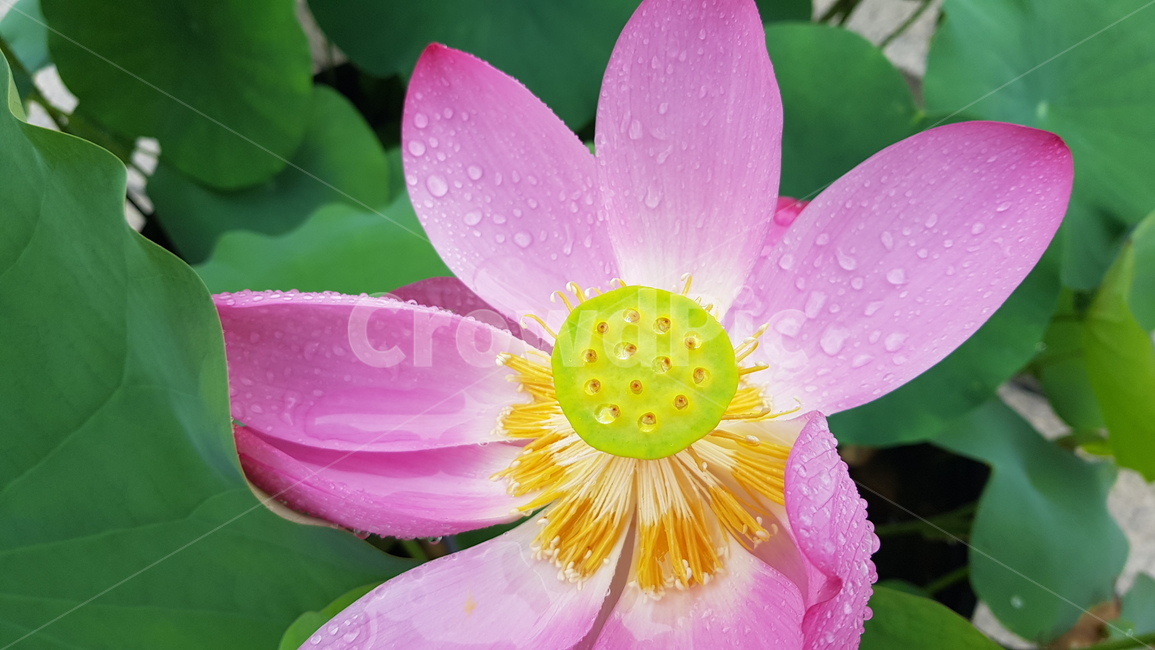 연꽃,연,꽃,꽃잎,이슬,비오는날,빗방울,lotus,수련,flower