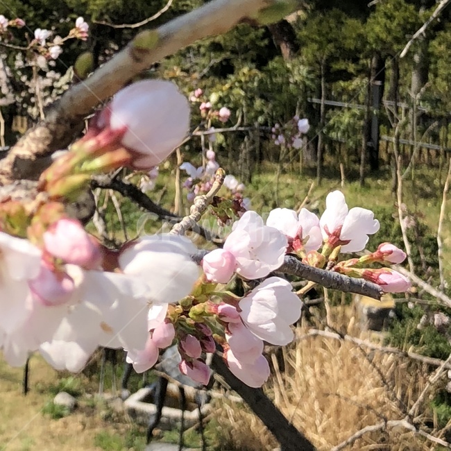 벚꽃,벚꽃망울,벚꽃엔딩,벚꽃잎,벚꽃근접샷,식물,자연,plants,nature,꽃,flower