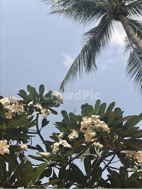 plant,tree,flower,꽃,하늘,풍경
