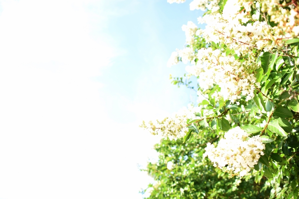 꽃,여름,감성,식물,하늘,자연,summer,nature,plant,flower,overexposure,과노출