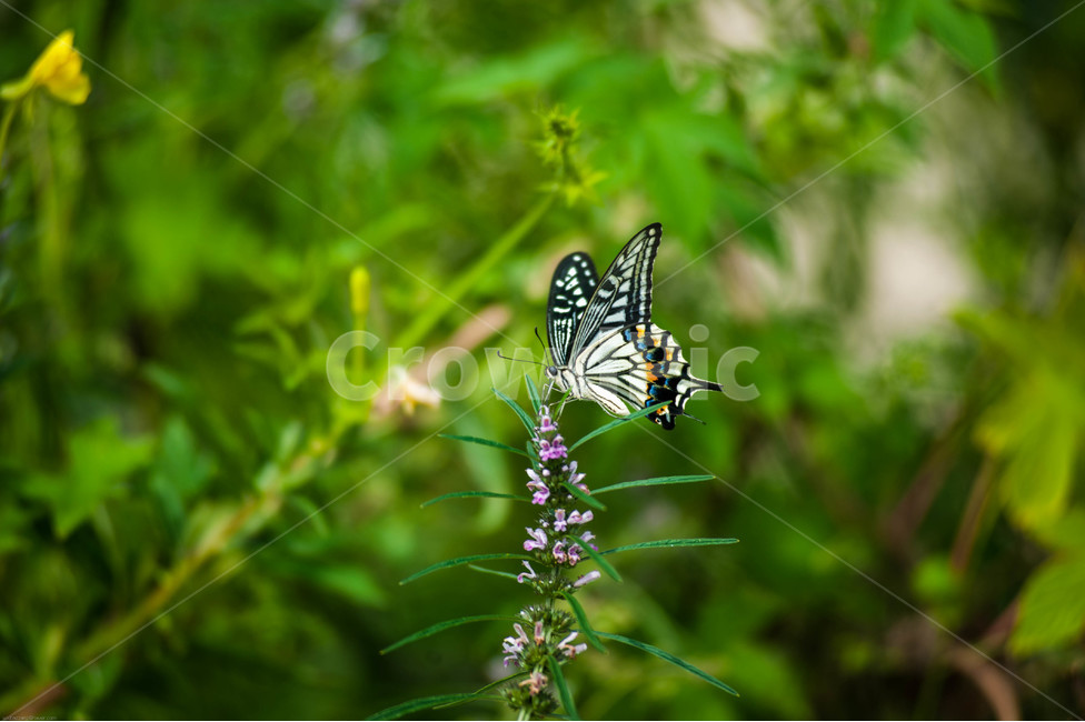 호랑나비,나비,야생화,들꽃,자연,여유,휴식,식물,자연,plants,nature,동물,animal,곤충,벌레,insect,bug