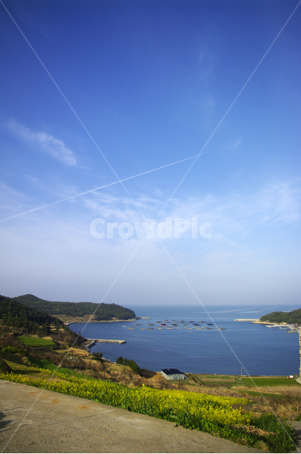 유채꽃,꽃밭,꽃,flower,계절,봄,spring,하늘,구름,풍경,산,밭,청산도,바다,봄,계절,spring,season,자연,풍경,nature,landscape,한국자연풍경,한국자연경관,korea nature landscape,outdoors,옥외,land,땅,promontory,곶,ocean,대양,sea,water,물,shoreline,해안선