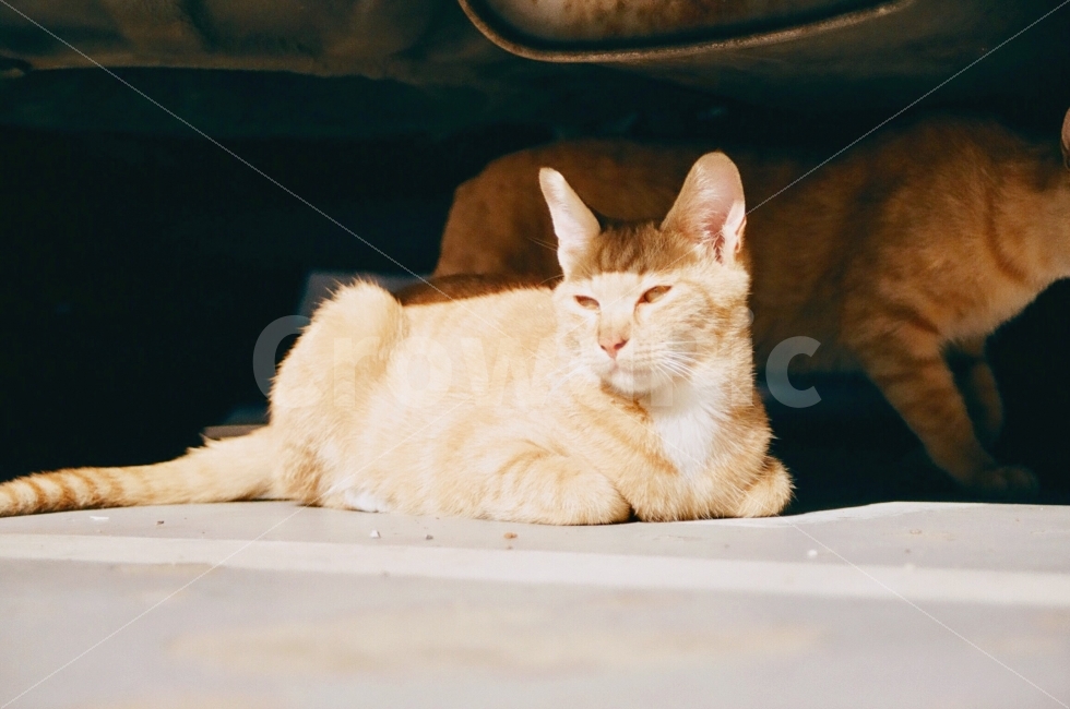 동물,고양이,animal,cat,포유류,길거리,animals,cats,표정,감정,emotion,동물,animal,포유류,mammal,고양이,cat,kitten,kitty,감성,sensible,feeling