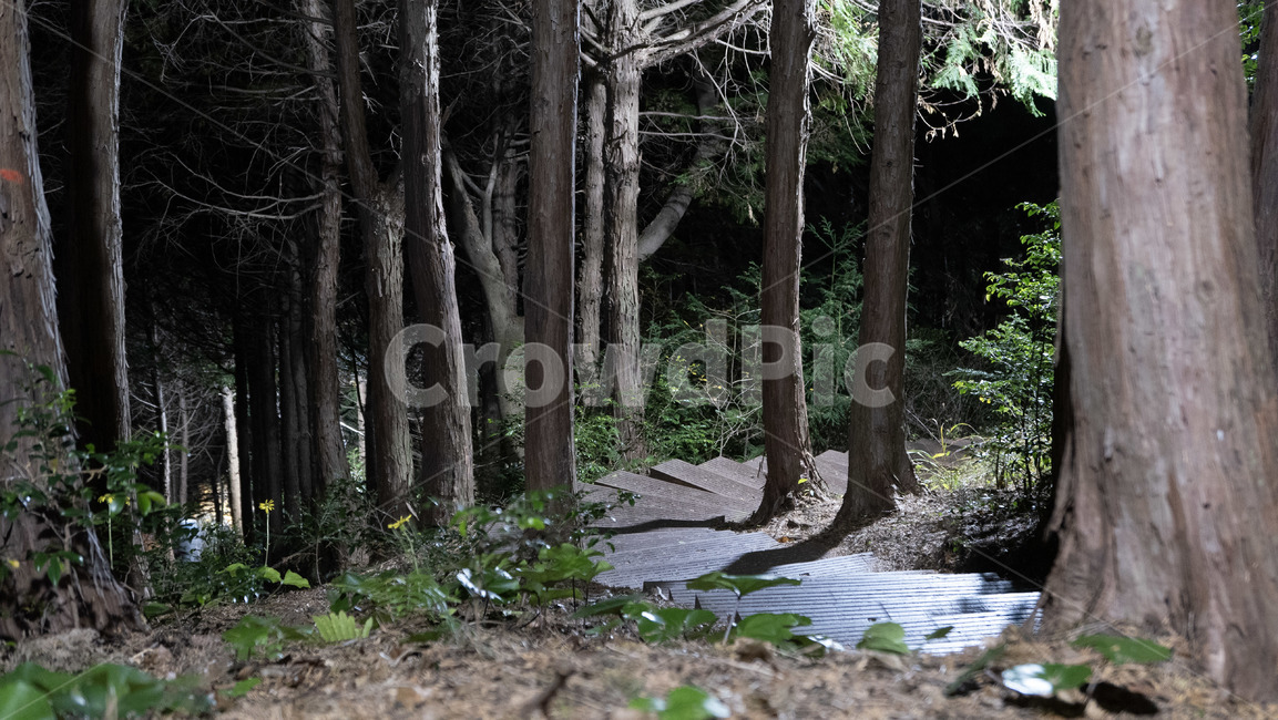 plant,식물,tree,나무,treetrunk,나무줄기,등산로,hikingtrail,trail,trekking,고근산,자연,풍경,nature,landscape