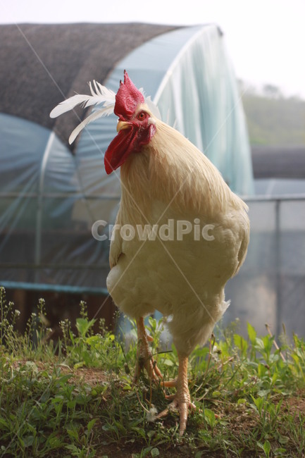 동물,닭,수탉,애완닭,동물농장,동물복지,animal,bird,chicken,동물,animal,조류,새,birds