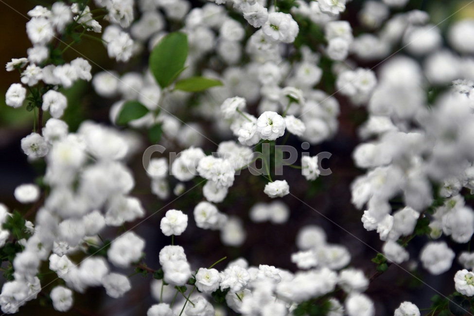 식물,꽃,감성사진,자연,flower,꽃사진,봄,봄꽃,계절,감성,4월,spring,힐링,자연풍경,풍경,봄,계절,spring,season,식물,자연,plants,nature,꽃,flower,plant,blossom