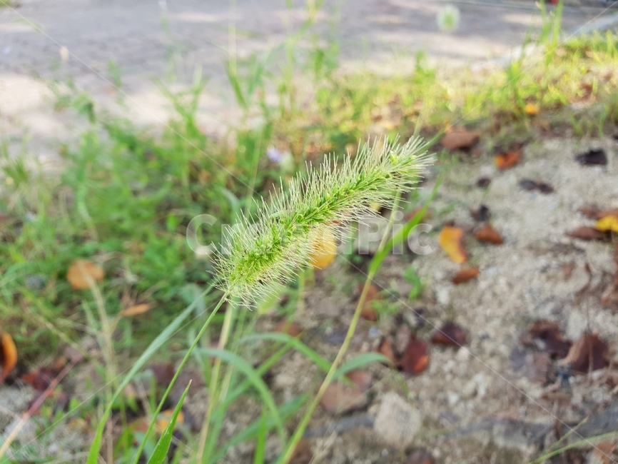 자연,초록,힐링,강아지풀,식물,낙엽,흙,식물,자연,plants,nature
