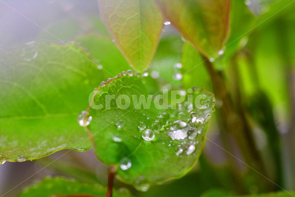 이슬,물방울,풀잎이슬,투명,빗방울,봄비,dew,water,맺히다,방울방울,plant,green,초록,싱그러운,신선한,맑은,아침이슬,해맑은,빗물,초본,영롱한,접사,마크로,클로즈업,fresh,clean,clear,natural,자연,식물,자연,plants,nature