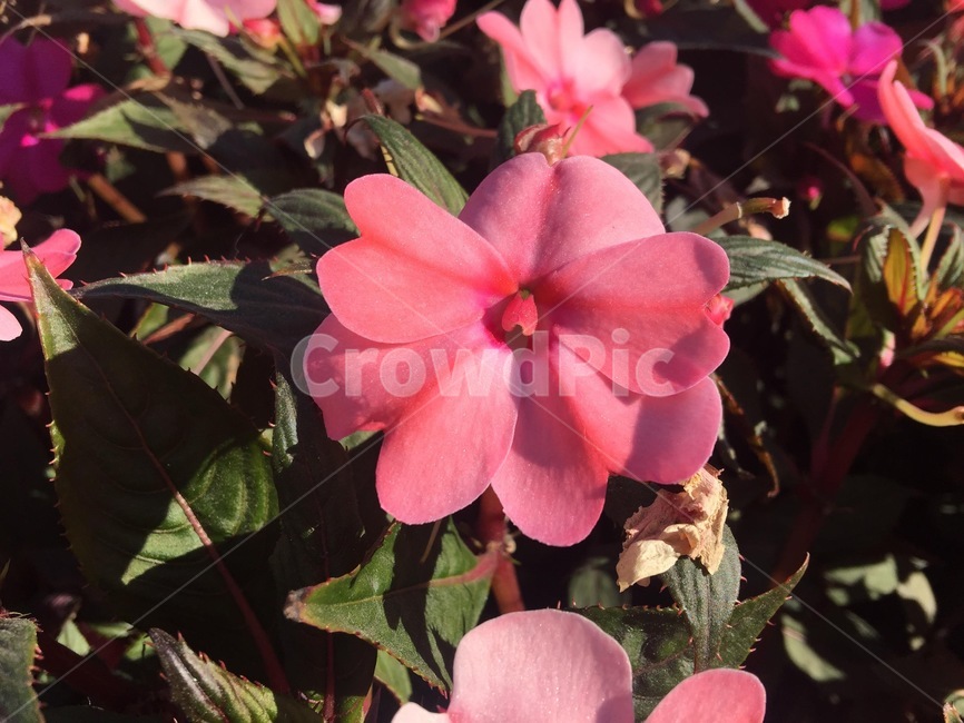 flower,꽃,geranium,plant,식물,blossom,제라늄,핑크,분홍,pink