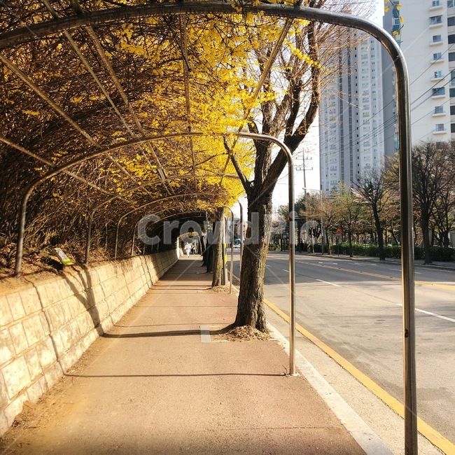 거리,개나리,봄,햇살,햇빛