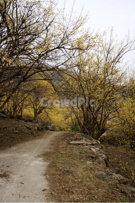 산수유,봄,봄날,봄꽃,꽃,노란색,감성,spring,flower,봄길,봄,계절,spring,season,자연,풍경,nature,landscape,한국자연풍경,한국자연경관,korea nature landscape,ground,바닥,gravel,자갈,road,도로,dirt road,흙길