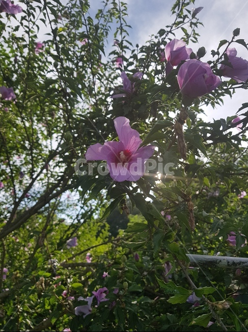 무궁화,꽃,식물,자연,flower,hibiscus,우리나라,국화,일편단심,꽃말,분홍색꽃,나무,생화