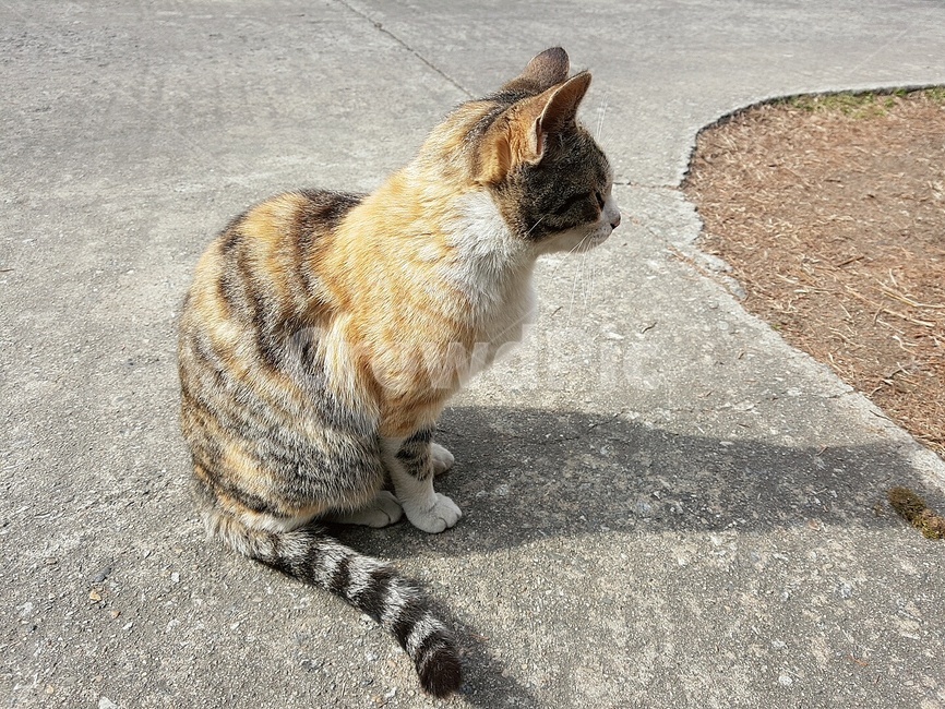 고양이,cat,길고양이,동물,animal