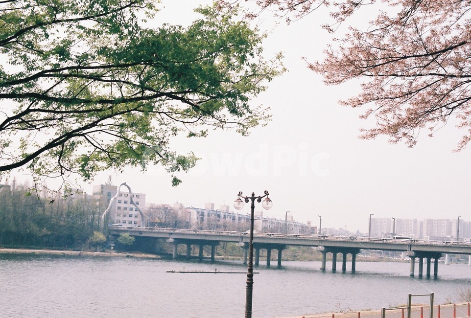 water,물,강,벚꽃,봄,spring,plant,tree,나무