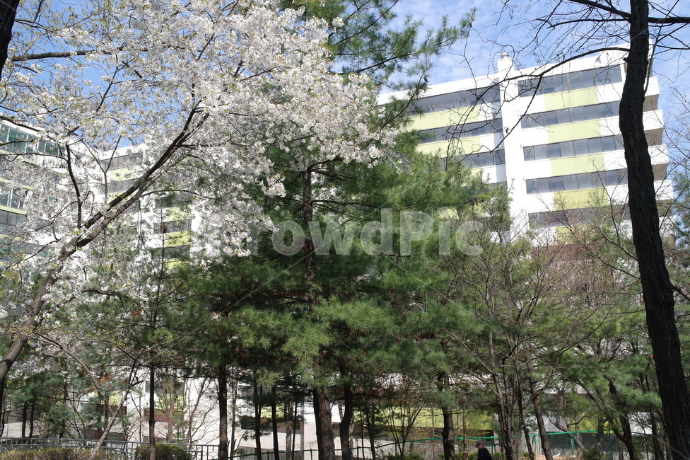 아파트,뒤산,공원,공기,꽃,솔나무