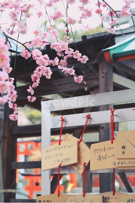 매화,꽃,봄,교토,자연,봄,계절,spring,season,식물,자연,plants,nature,꽃,flower,종교,신앙,religion,belief,faith,감성,sensible,feeling,사물,물건,오브젝트,thing,object,matter