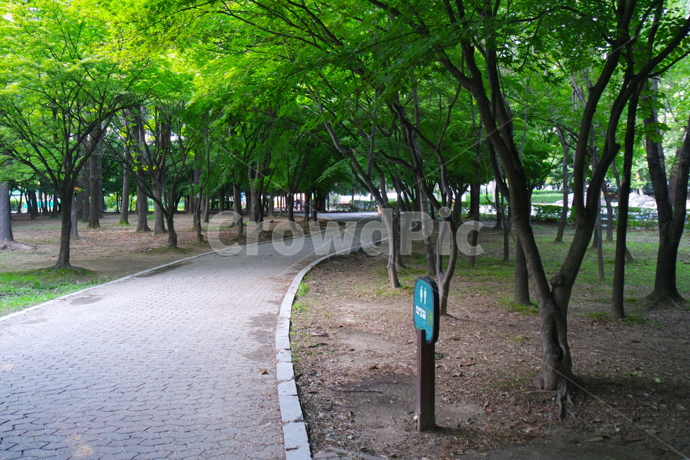 공원,표지판,자연,가로수,길,식물,휴식,기다림,nature