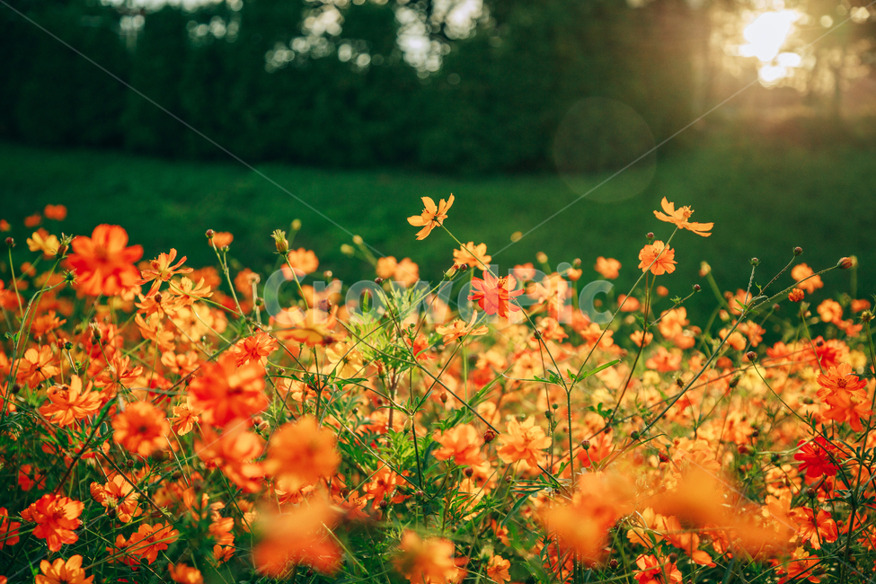 코스모스,꽃,자연,식물,가을,아름다운,commoncosmos,가을,계절,fall,autumn,season,식물,자연,plants,nature,꽃,flower,휴식,힐링,rest,relaxation,healing,색깔,색상,색채,색감,color sense,color sensitivity,feeling of color,plant