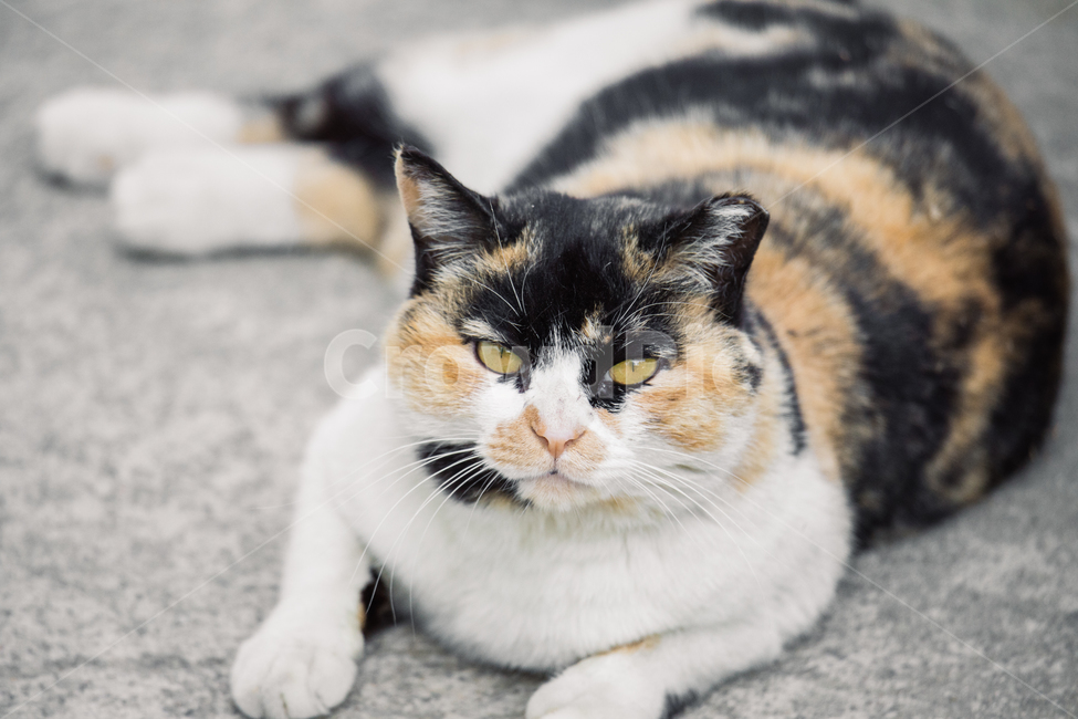 고양이,캣,냥냥이,길고양이,길냥이,cat,산냥이,삼색이,동물,animal,포유류,mammal,고양이,cat,kitten,kitty