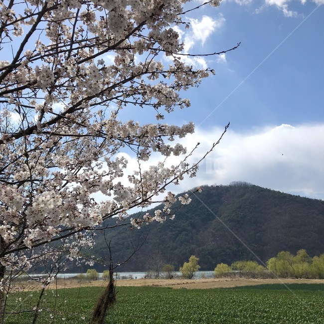 풍경,시골,벚꽃,하늘,자연,나무,산,구름,봄,계절,spring,season,plant,식물