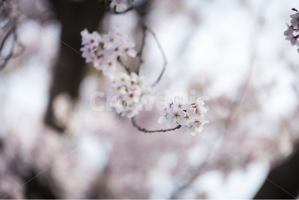 봄,봄꽃,벚꽃,벚나무,아웃포커스,꽃사진,배경흐림,여행,풍경사진,제주도,힐링,치유,자연,풍경,nature,landscape,한국자연풍경,한국자연경관,korea,jeju,봄,계절,spring,season,식물,자연,plants,nature,꽃,flower,plant,blossom