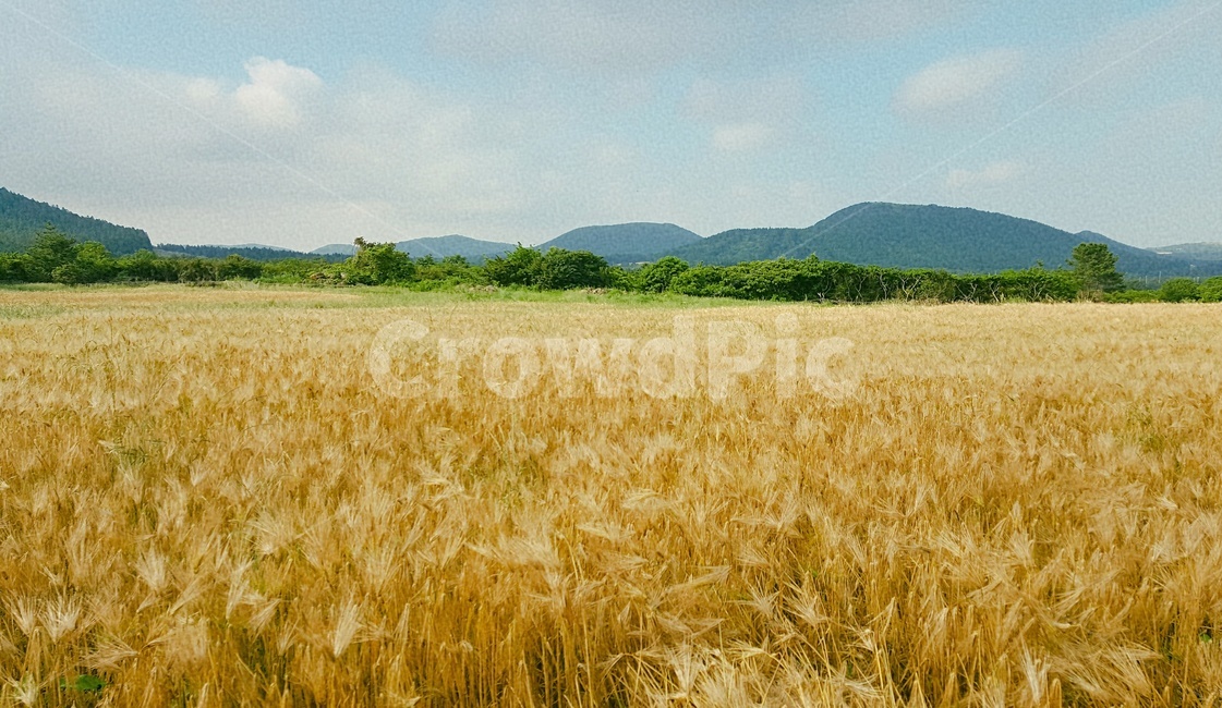 자연,계절,nature,갈대,가을,식물,reed,갈대밭,감성,fall,feeling,분위기