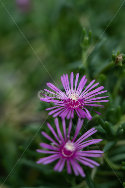 꽃,flower,식물,botanical,nature