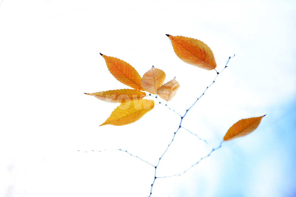 낙엽,단풍,가을단풍,붉은단풍,단풍잎,식물,자연,plants,nature