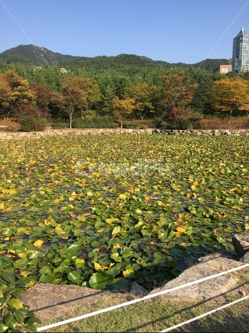 노을,첫해,새해,하늘,자연