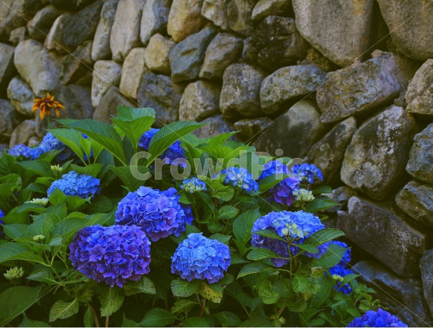 꽃,수국,flower,자연,잎