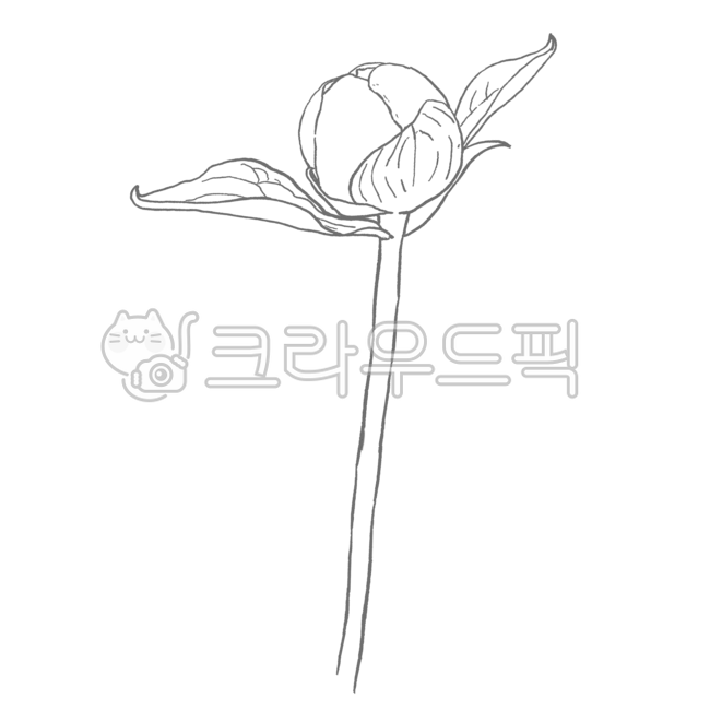 모란꽃,모란,꽃잎,붉은색,부귀화,꽃그림,수채화,식물,작약,작약꽃,스케치,라인,연필스케치,봉오리,꽃봉오리,꽃,잎,잎사귀