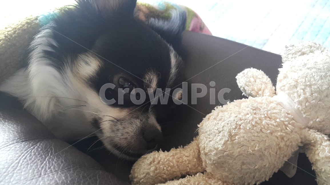 동물,개,강아지,장모치와와,잠,깨다,깸,인형,animal,dog,puppy,chihuahua,sleep,wakeup,doll,pet,동물,animal,포유류,mammal,개,강아지,dog,doggy