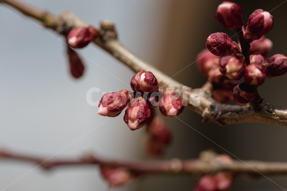 봄,열매,자연,풍경,접사,봄,계절,spring,season,식물,자연,plants,nature,flower,꽃,sprout,새싹,blossom,bud,싹,plant
