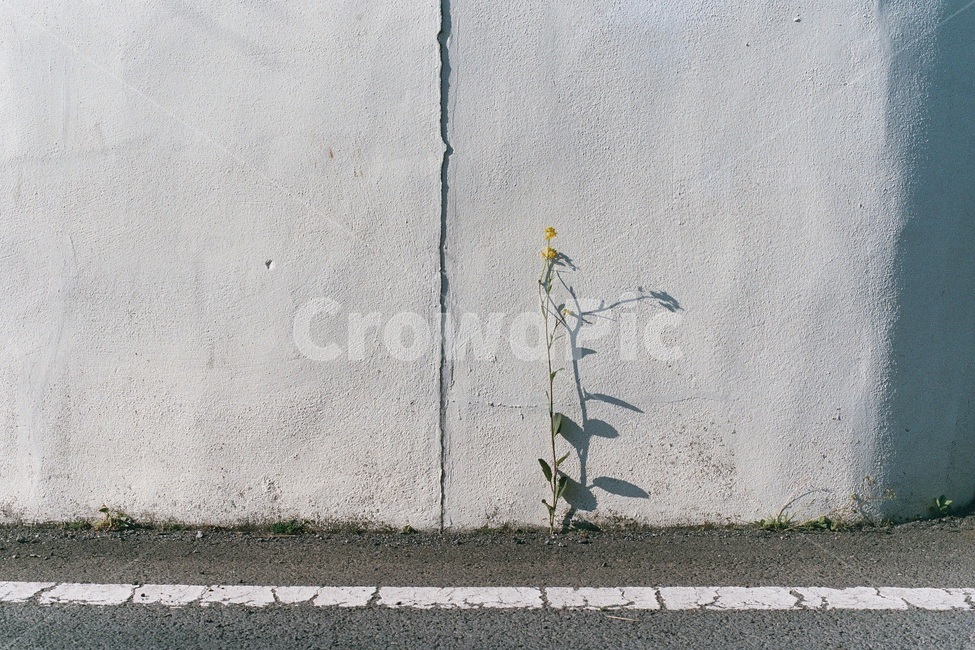 벽,담벼락,길가,외로운,봄,봄꽃,유채꽃,한송이,그림자,감성사진,필름사진,wall,flower,spring,Brassicanapus,shadow,film,filmphotography