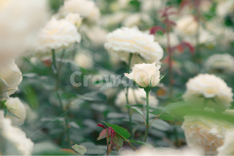 장미,장미꽃,꽃,감성사진,flower,rose,white,whiterose,하얀장미,흰장미,흰색장미,하얀색장미,식물,자연,plants,nature,꽃,flower,감성,sensible,feeling
