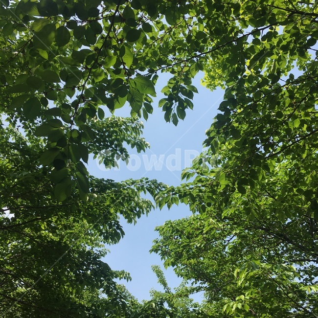 잎,하늘,맑음,나무,푸른