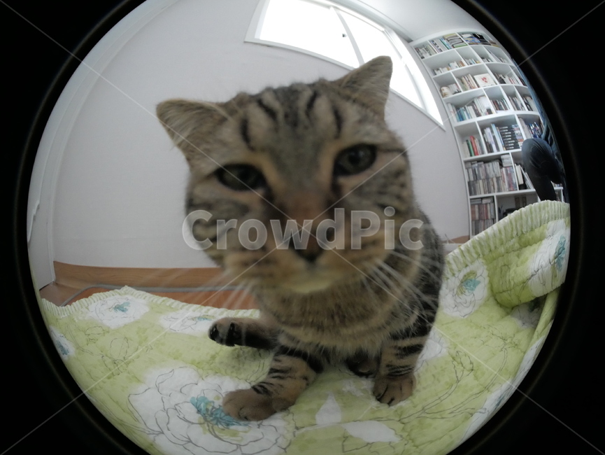 고양이,개냥이,아기고양이,아깽이,뚱냥이,애교,귀여운,검은고양이,얼룩고양이,호기심