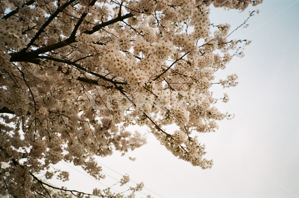 벚꽃,봄,벚나무,봄꽃,꽃,flower,sakura,cherryblossom