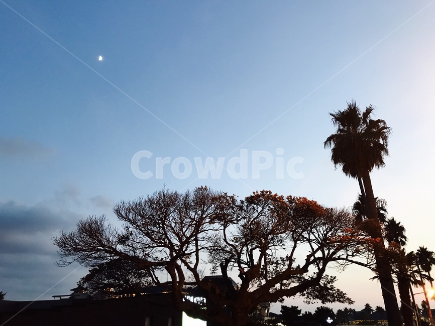 제주,제주도,하늘,풍경,해질녁,파란하늘,달,나무,식물,plant,tree